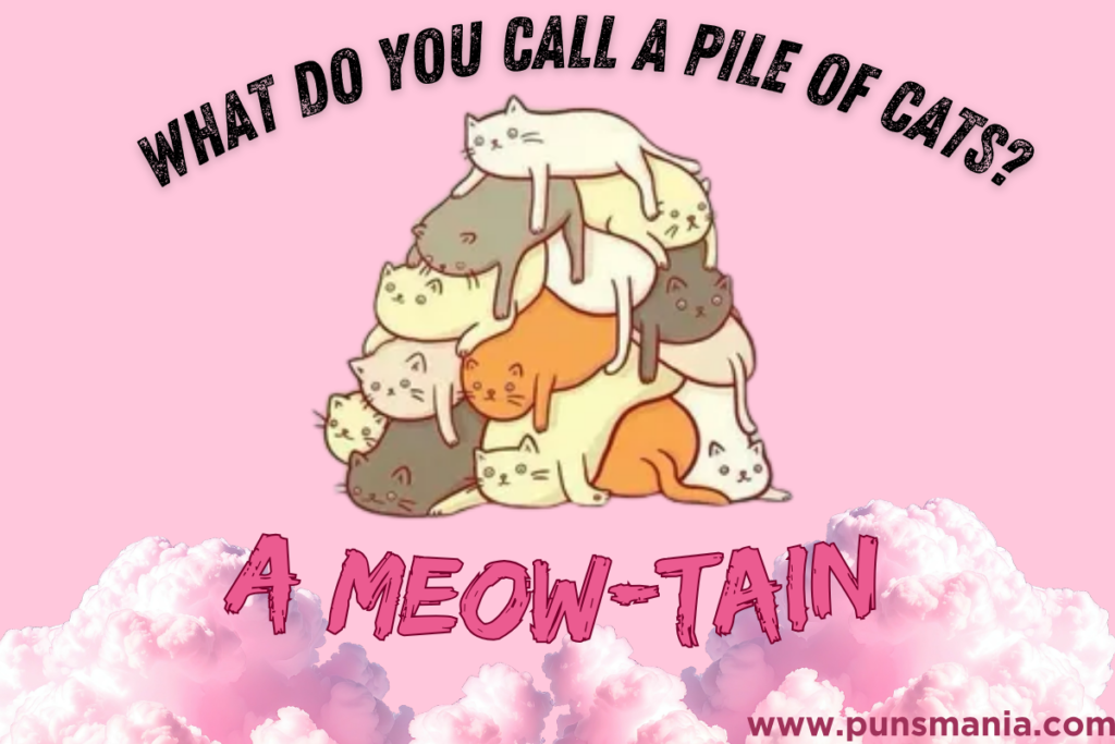Cat jokes