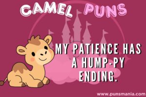 Camel Puns