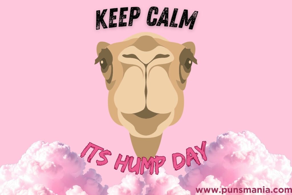 Camel jokes